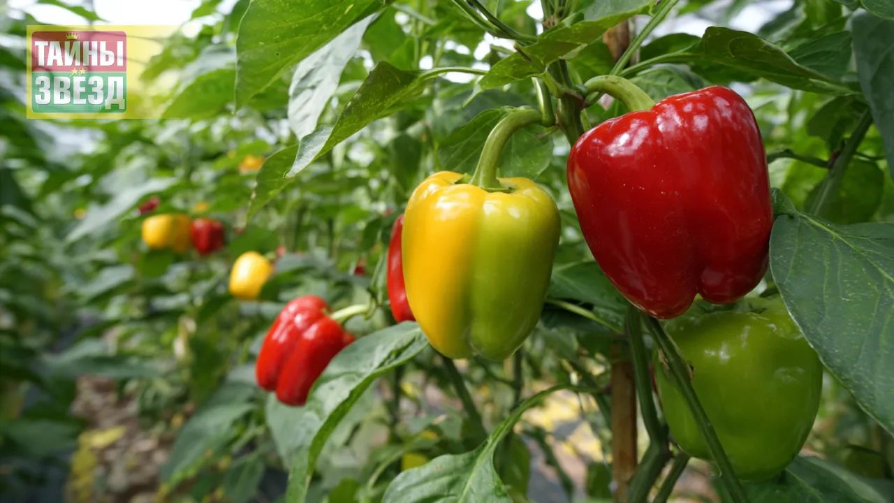 Перцы в теплице