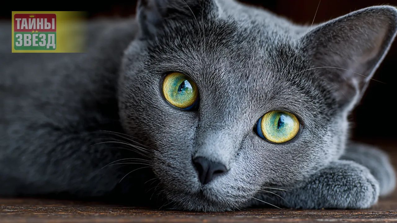 Кошка породы "русская голубая"