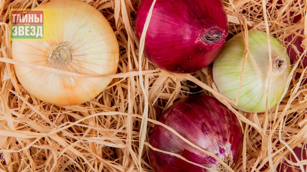 Репчатый лук