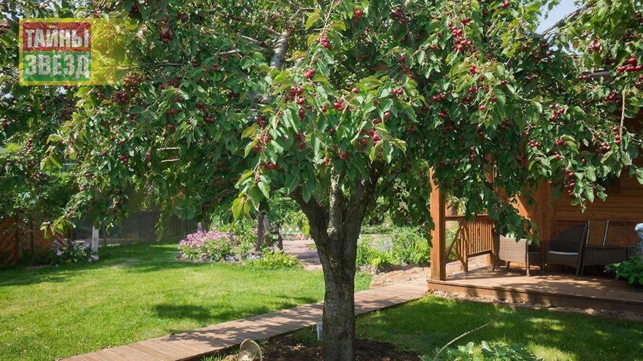 Вишневое дерево