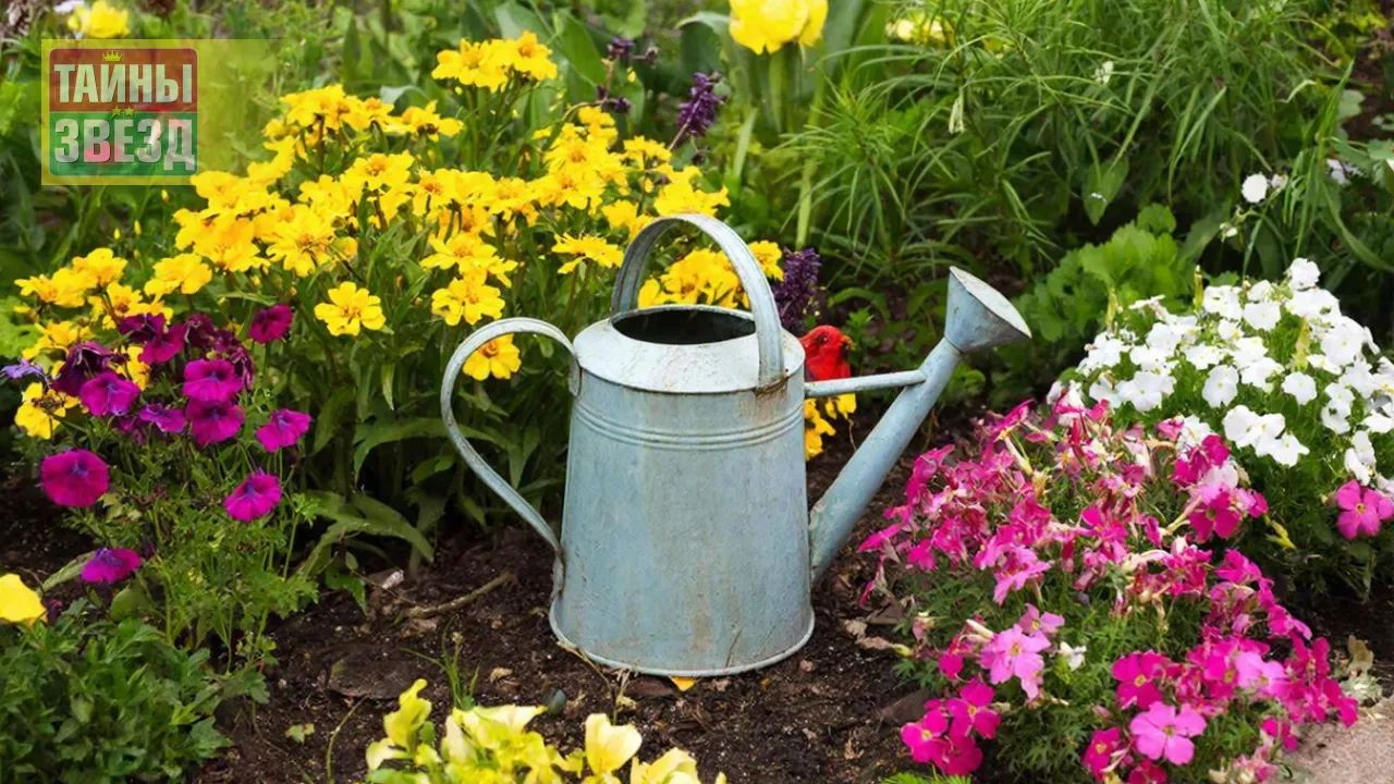 Старая лейка в саду