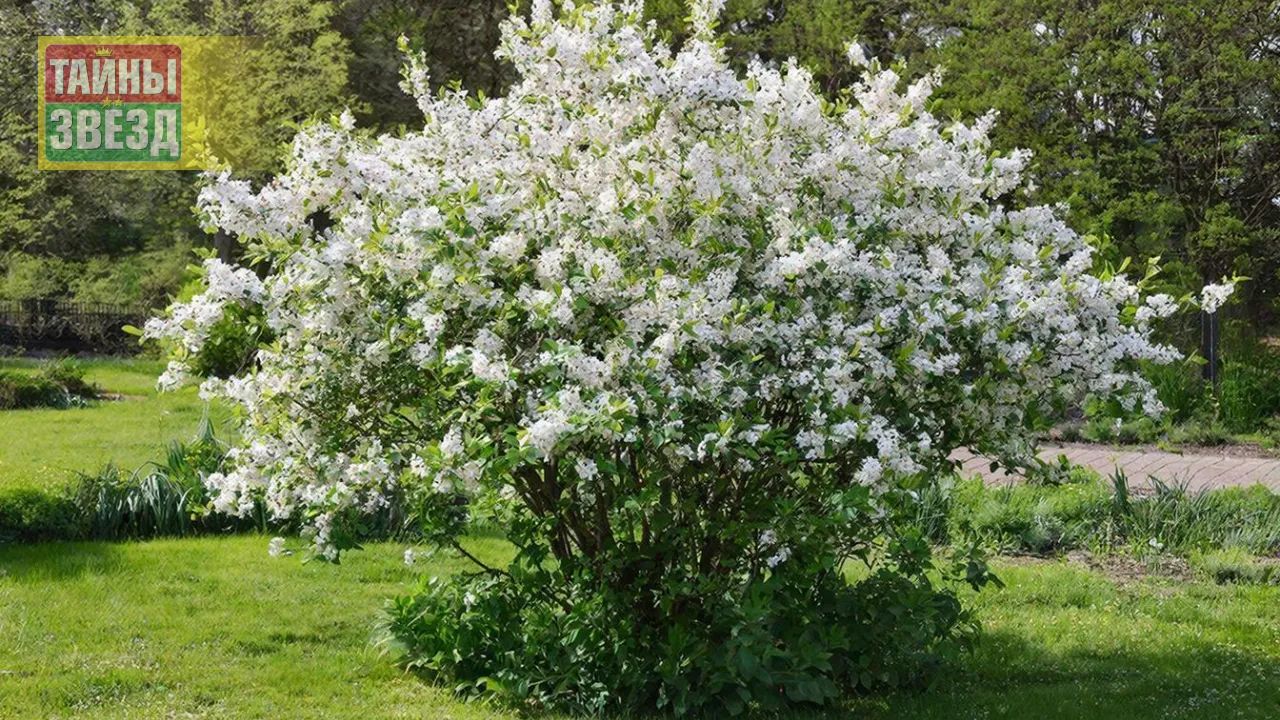 Кустарник в саду