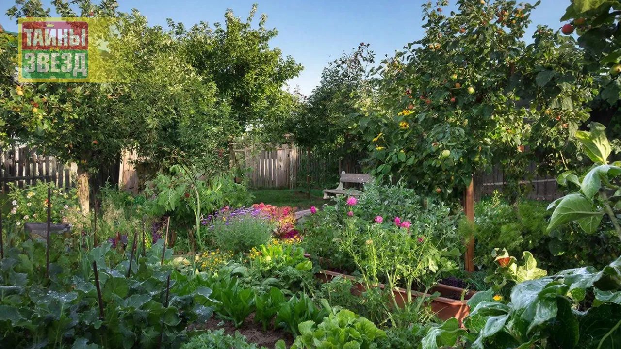 Растения в саду