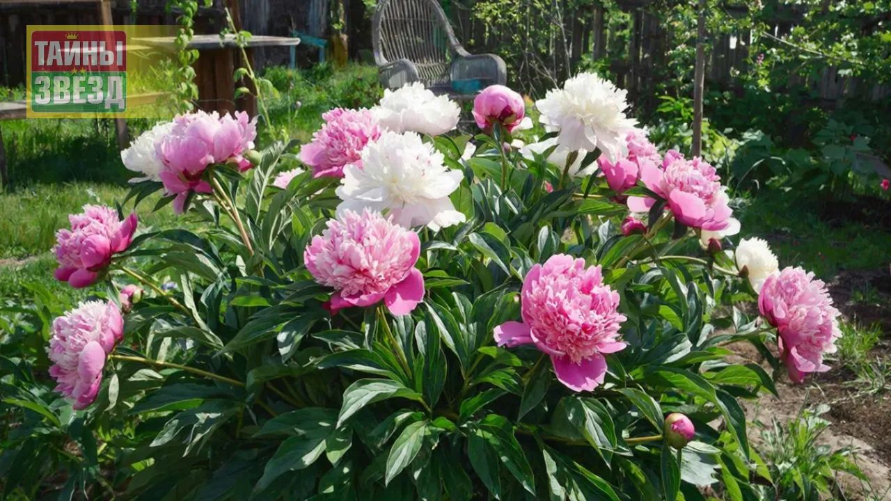 Куст пионов