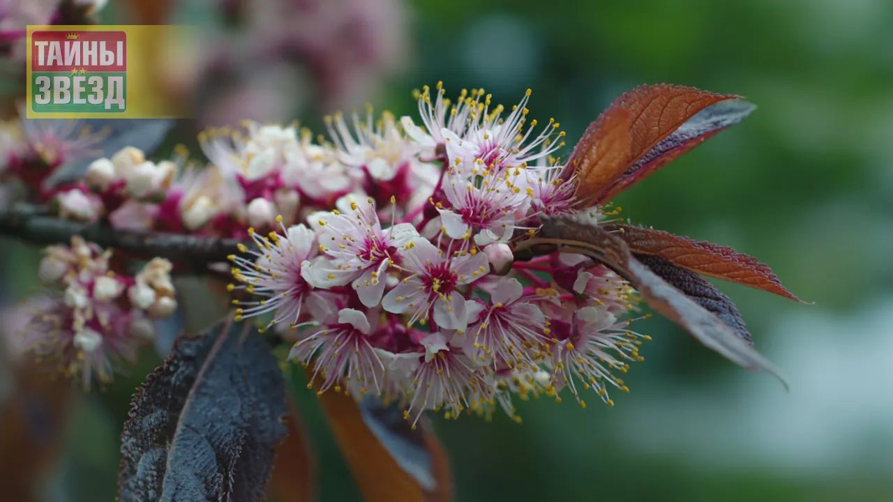 Цветущая вишня