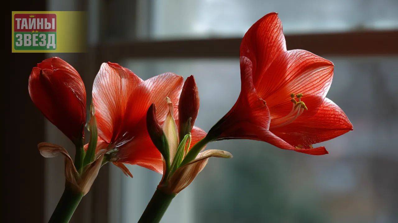 Цветущий амариллис