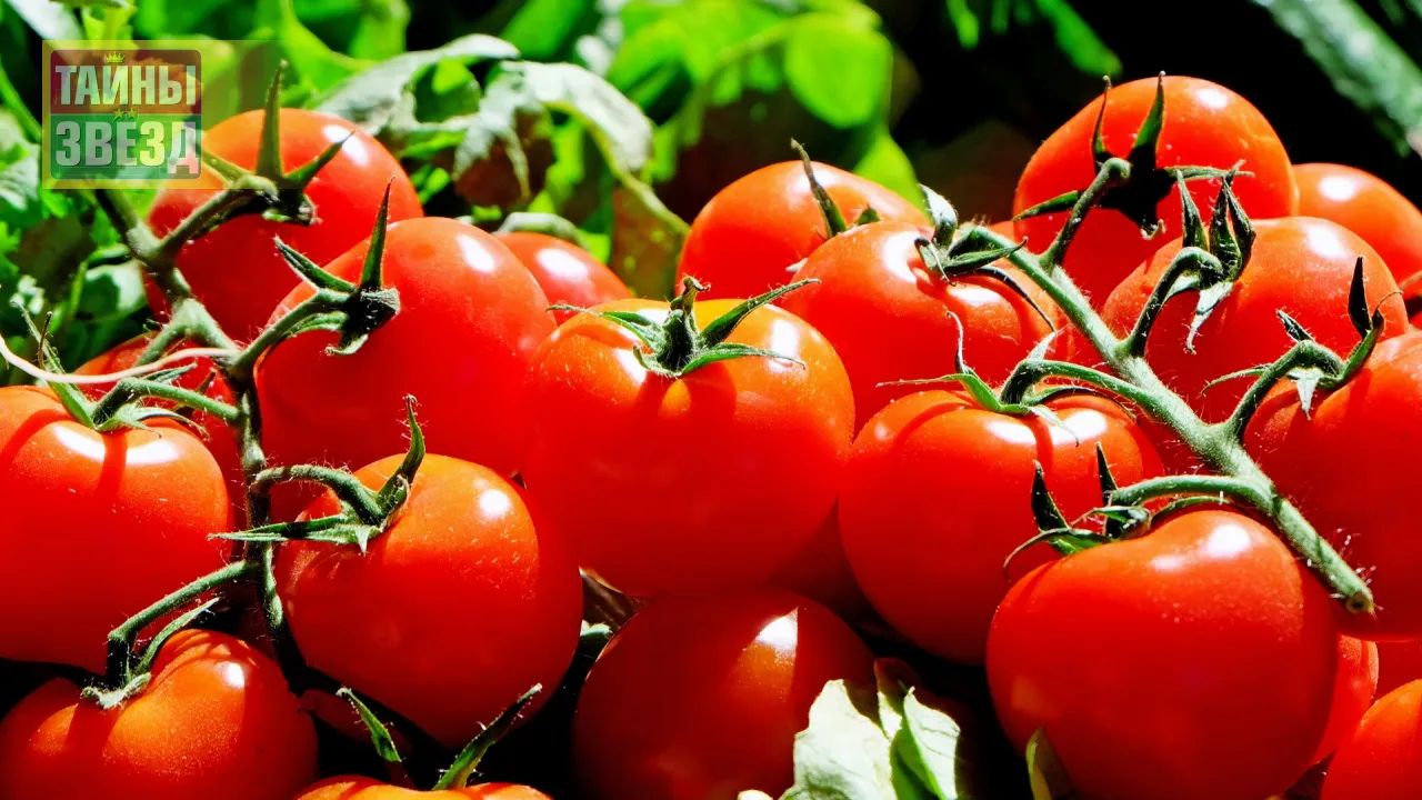 Помидоры