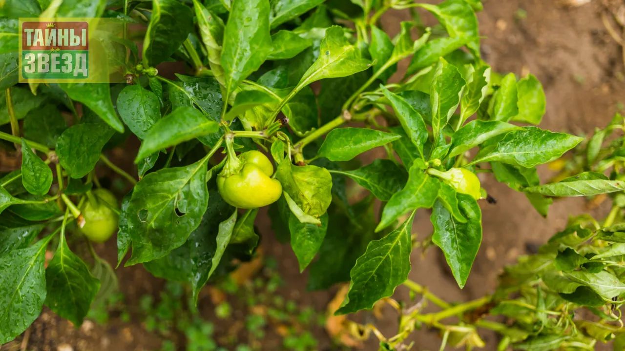 Рассада перцев