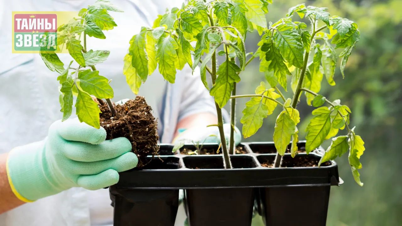 Рассада перцев