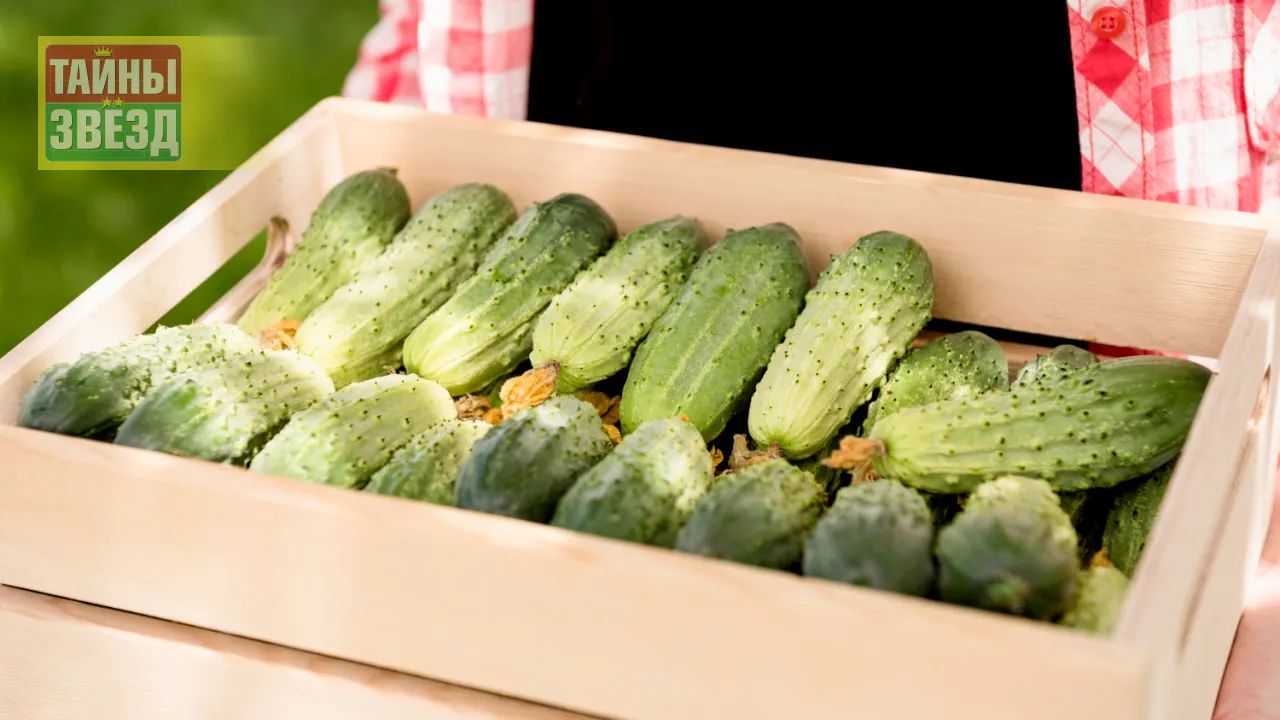 Огурцы