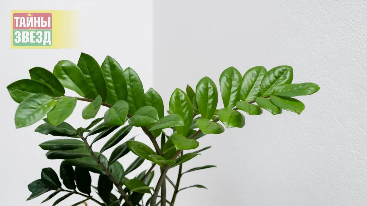 Замиокулькас