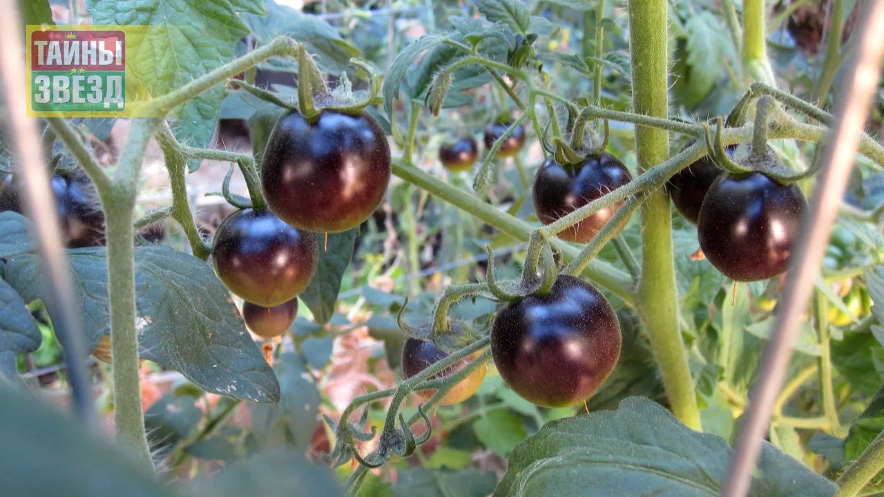 Черноплодные томаты