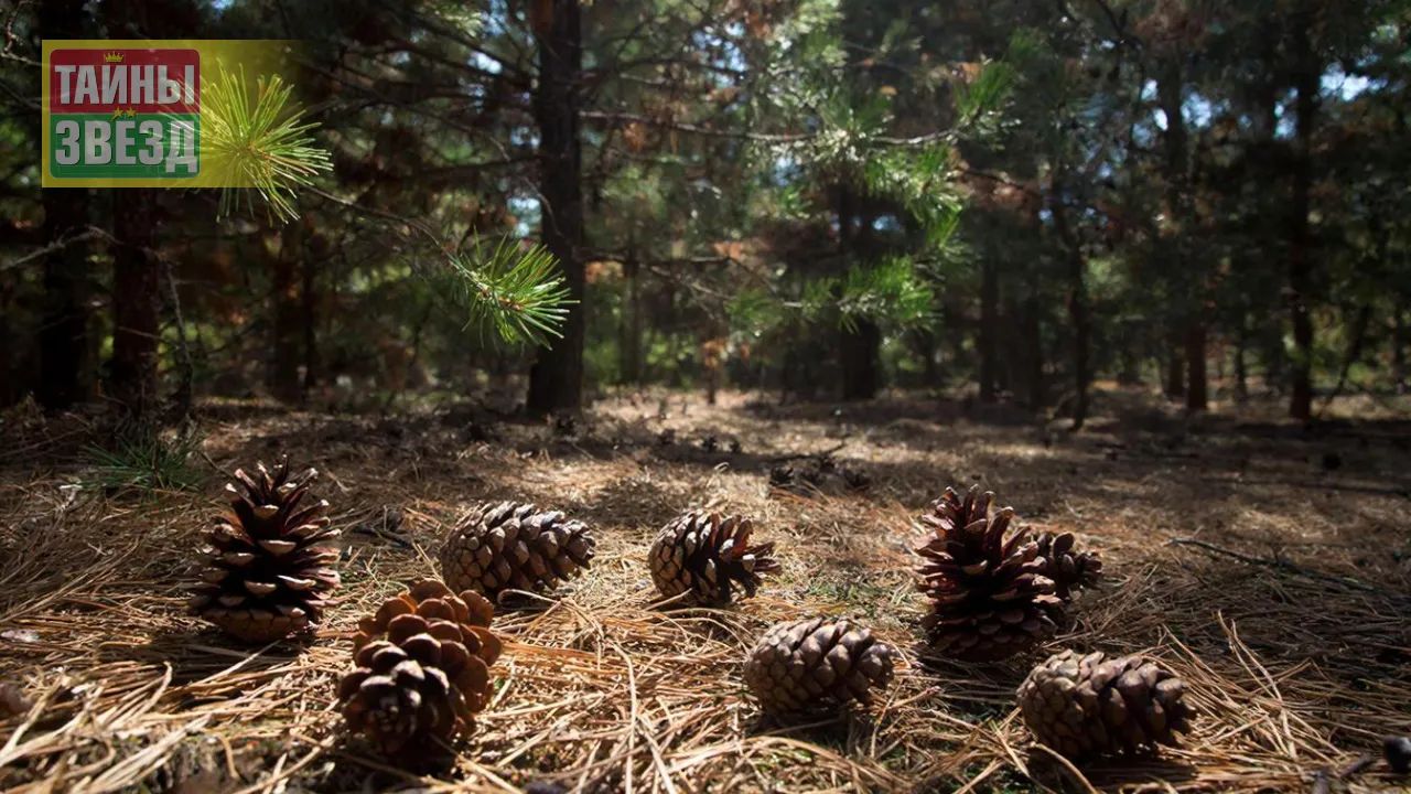 Сосновые шишки
