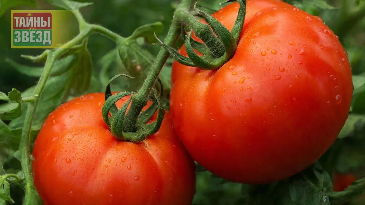 Помидоры
