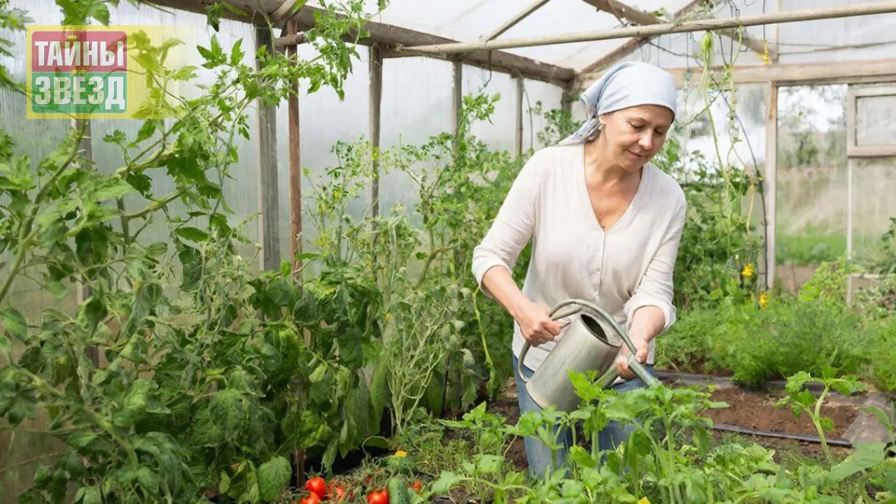 Теплца, полив