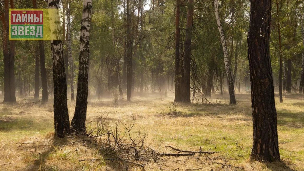 Жара в лесу