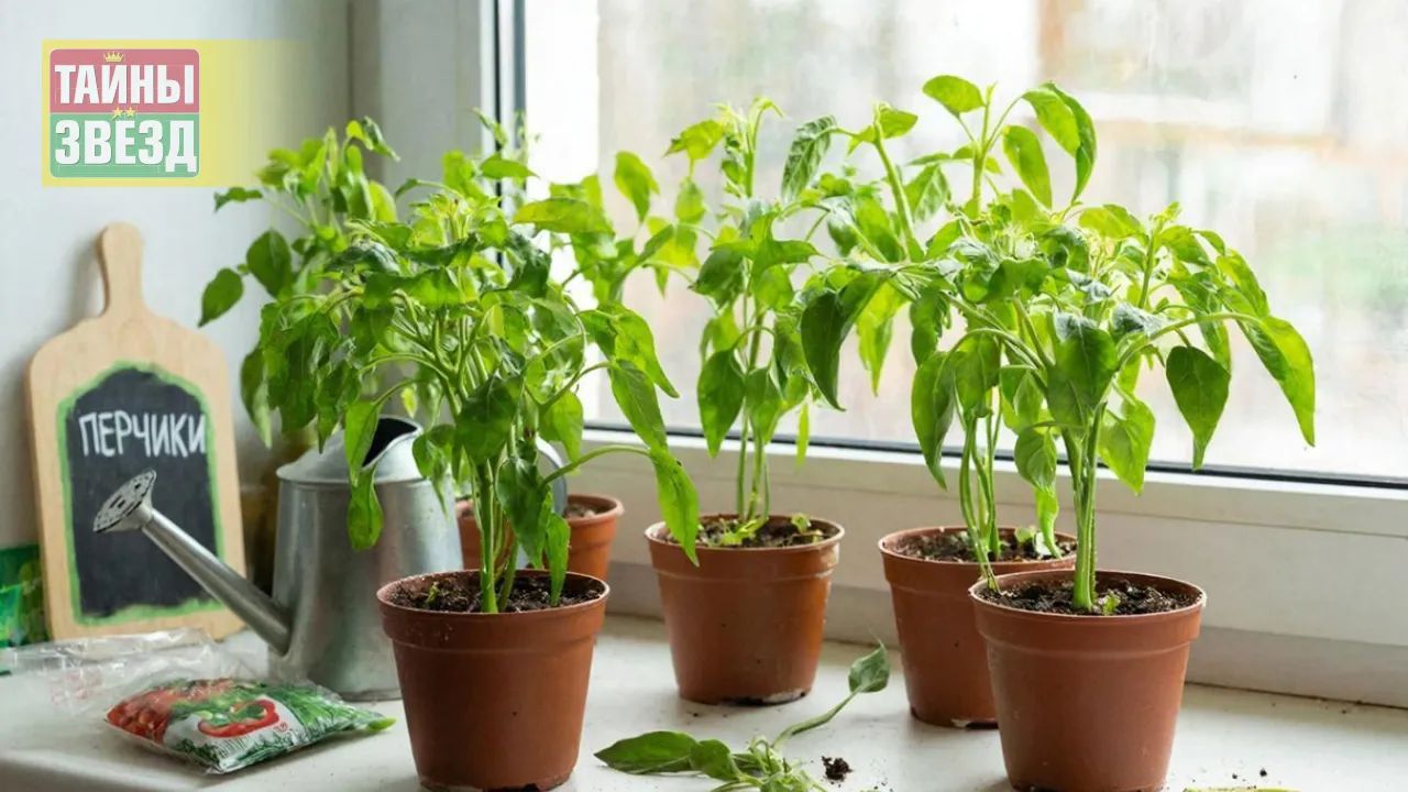 Рассада перцев