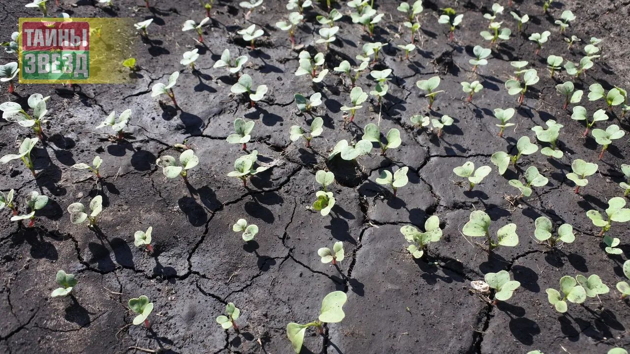 Земля с рассадой