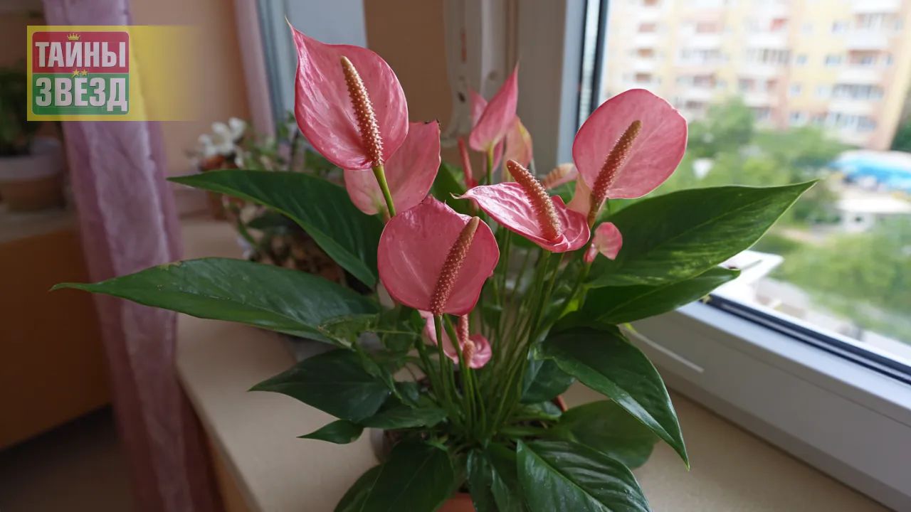 Спатифиллум