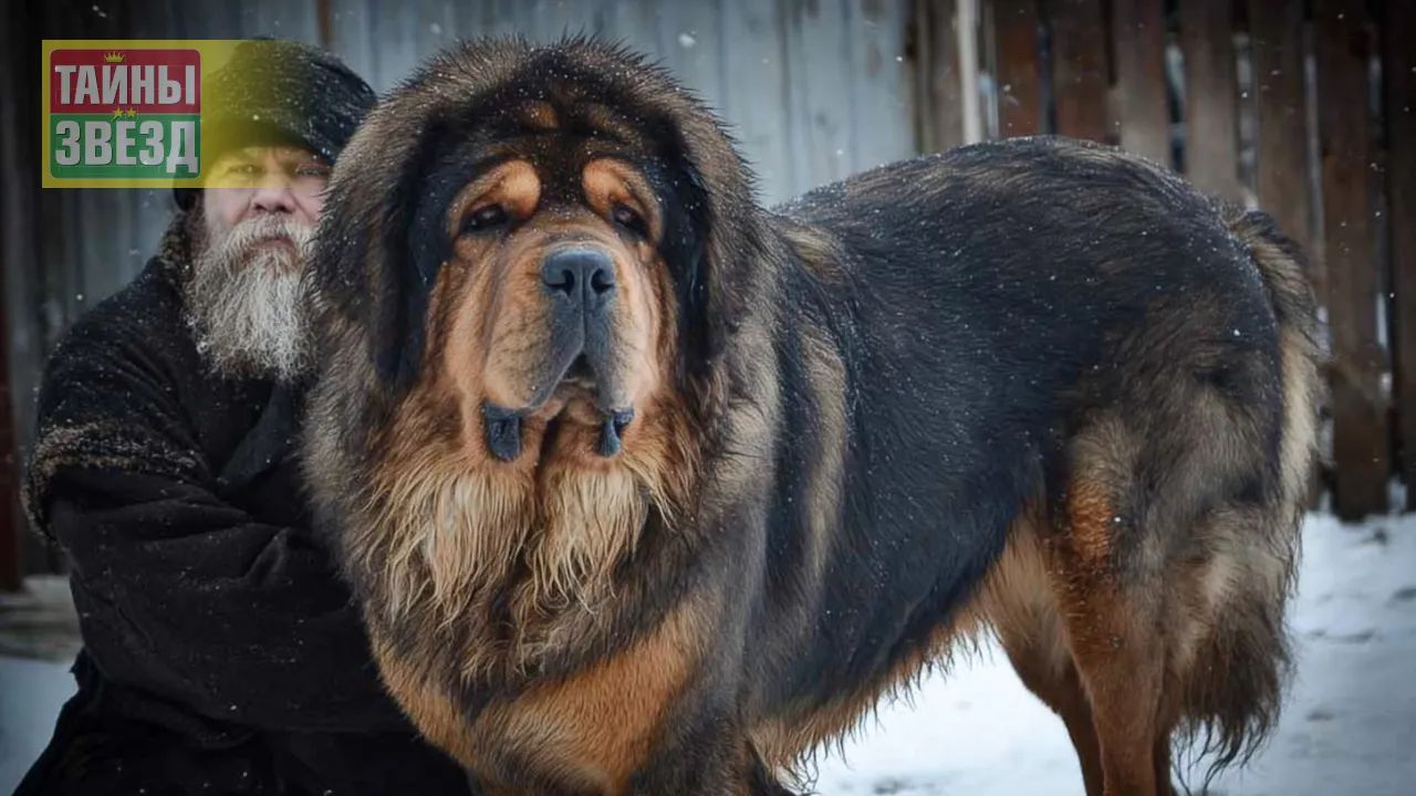 Тибетский мастиф