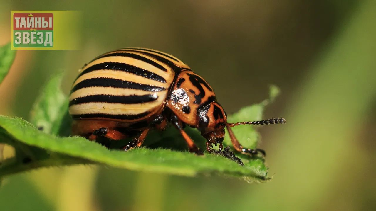 Колорадский жук