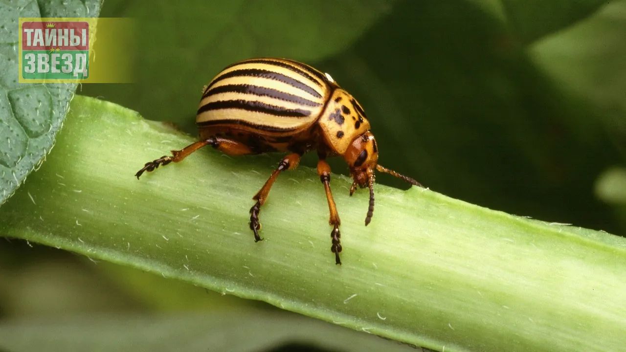 Колорадский жук