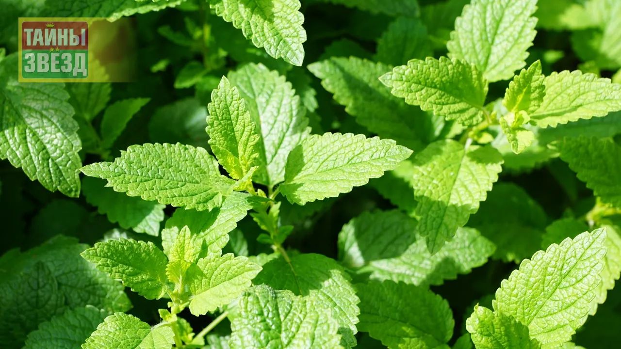 Мята