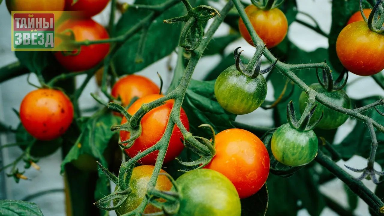 Помидоры