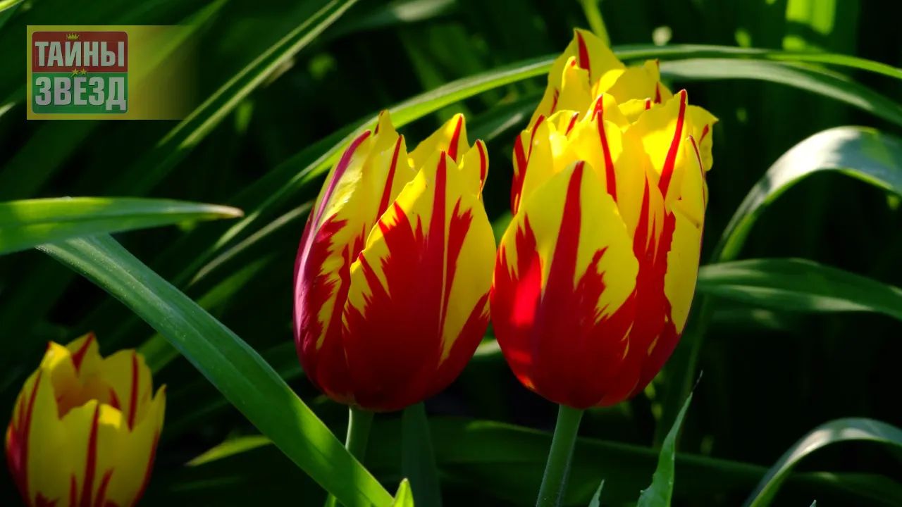 Тюльпаны