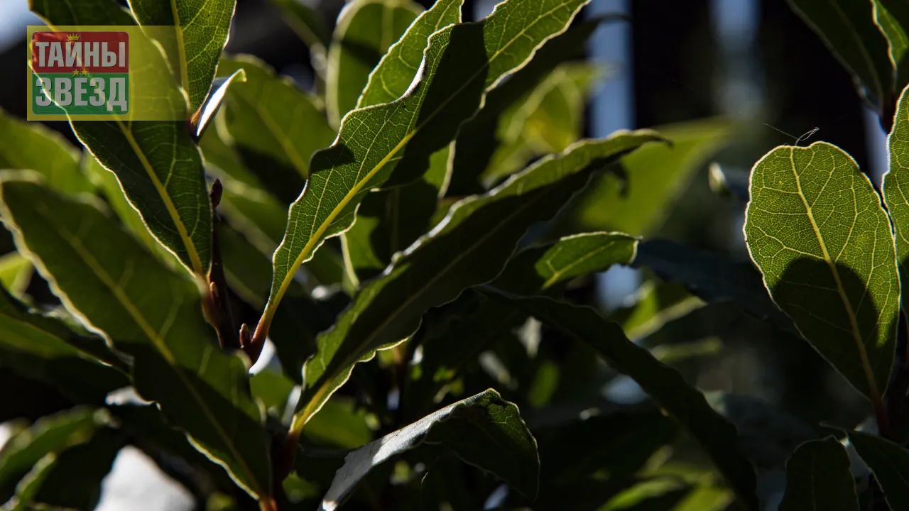 Лавровый лист