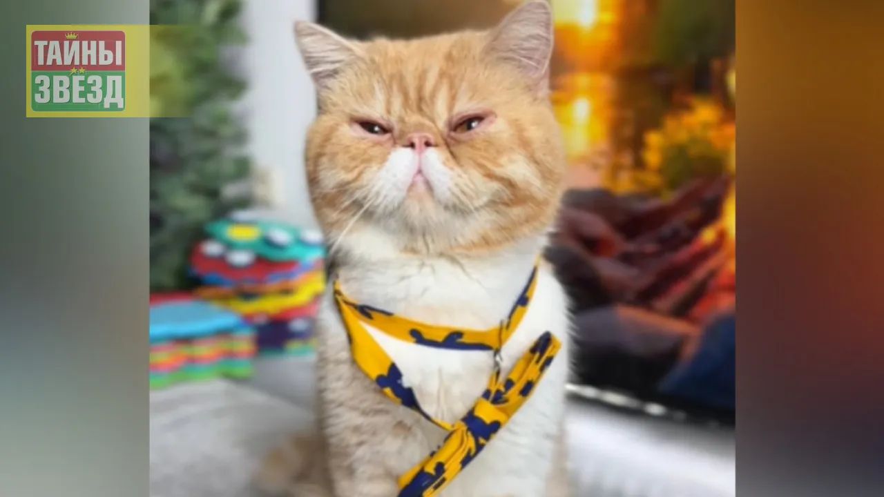 Кот Харитон