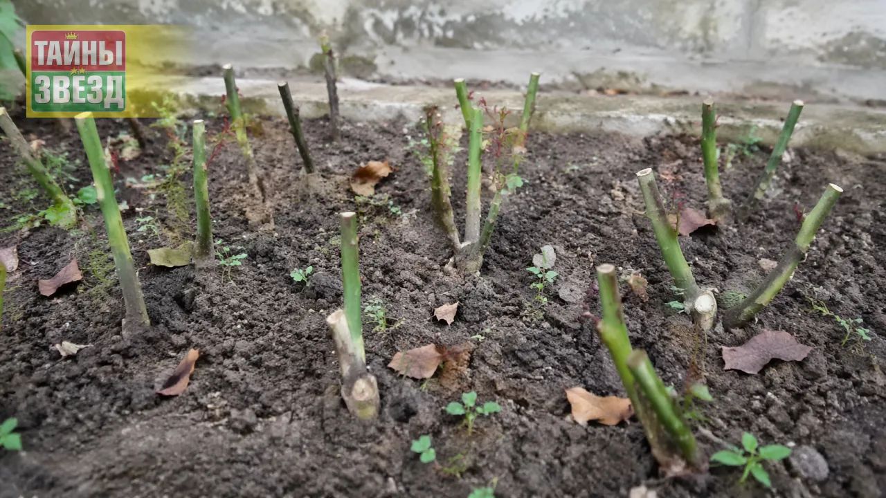 Черенки роз