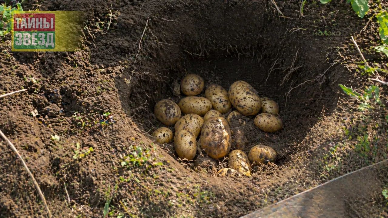 Лунка с картофелем
