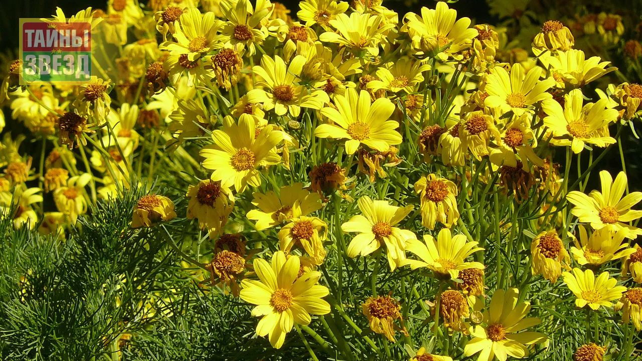 Многолетники на клумбе