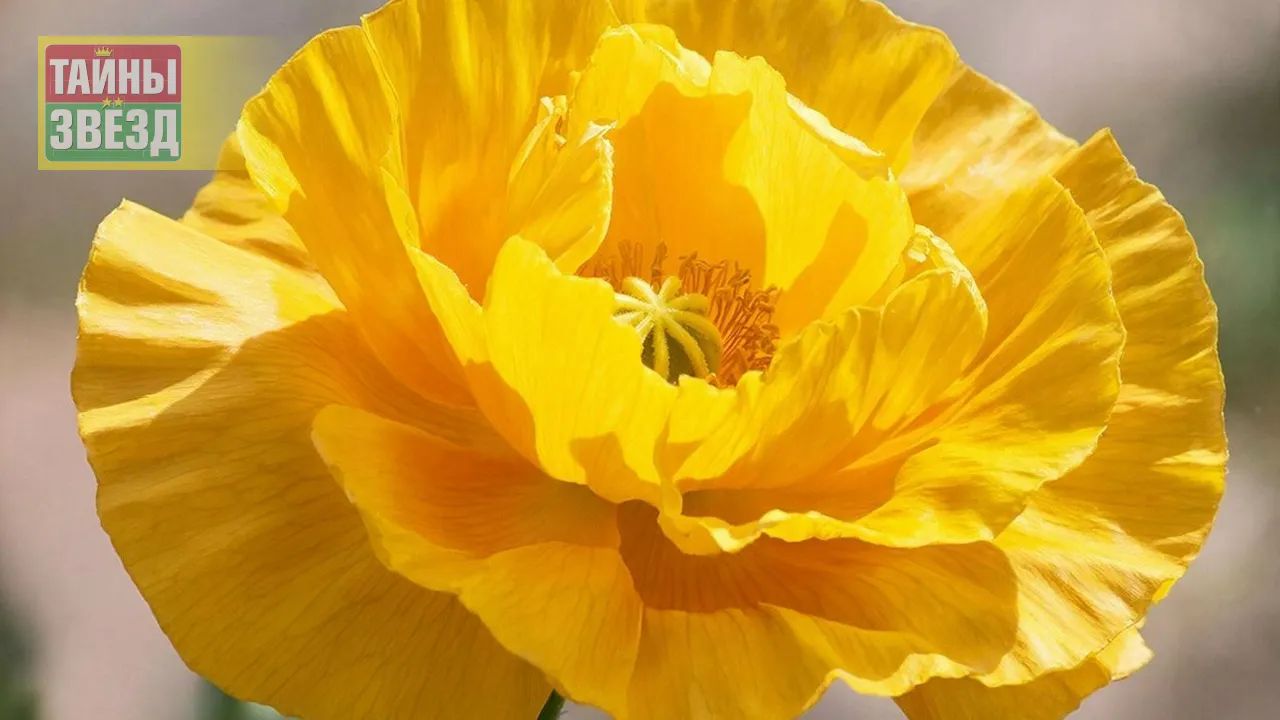 Мак желтый махровый