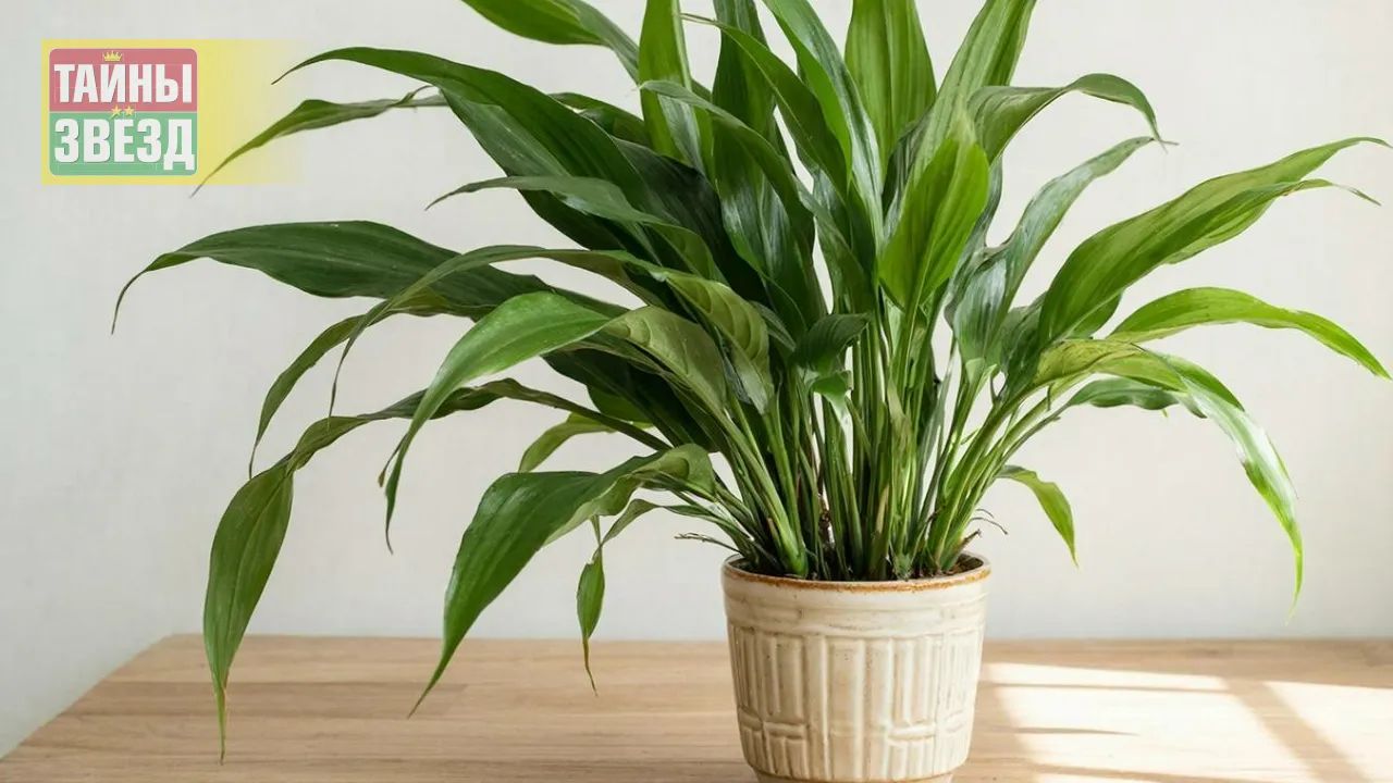 Домашнее растение