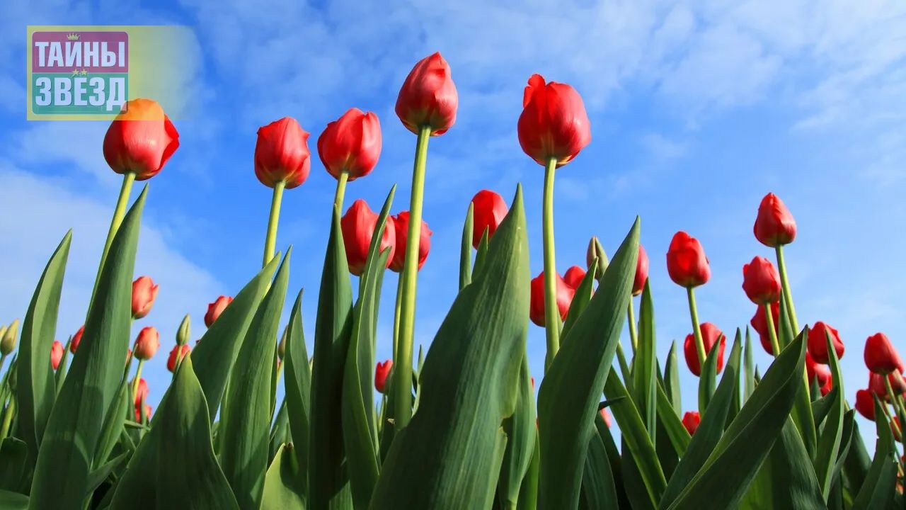Тюльпаны