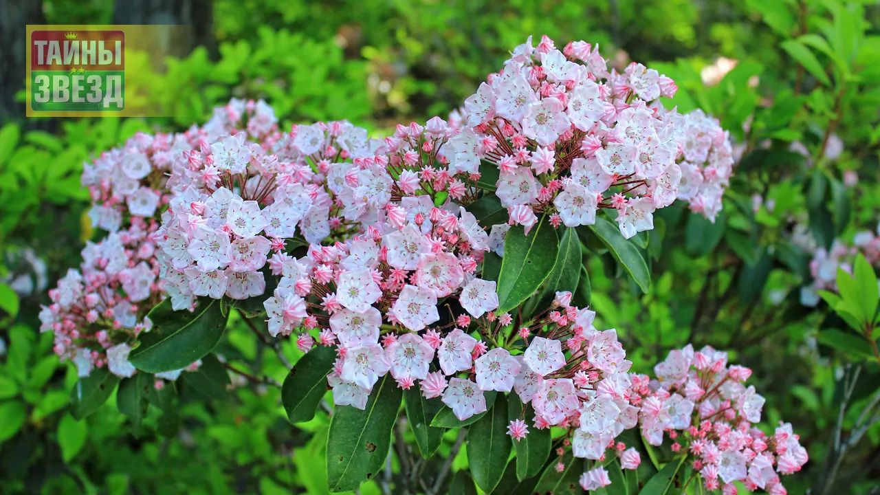 Тысячелистник