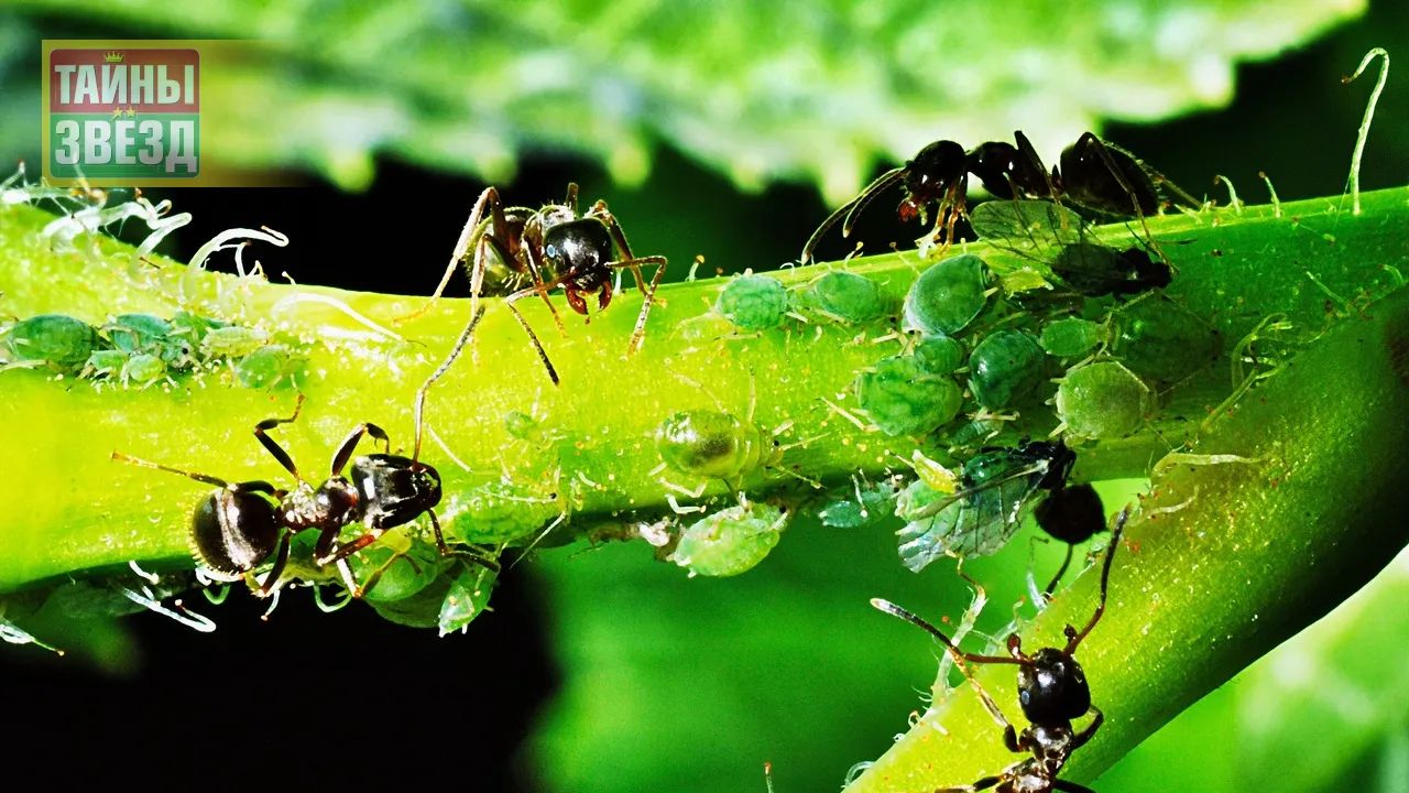 Муравьи и тля