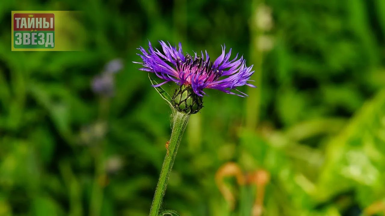 Народные приметы