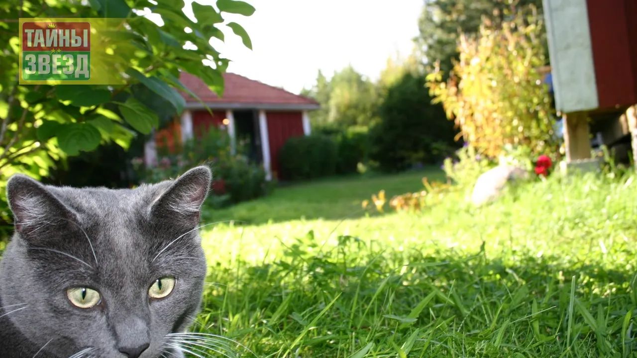 Кот на даче