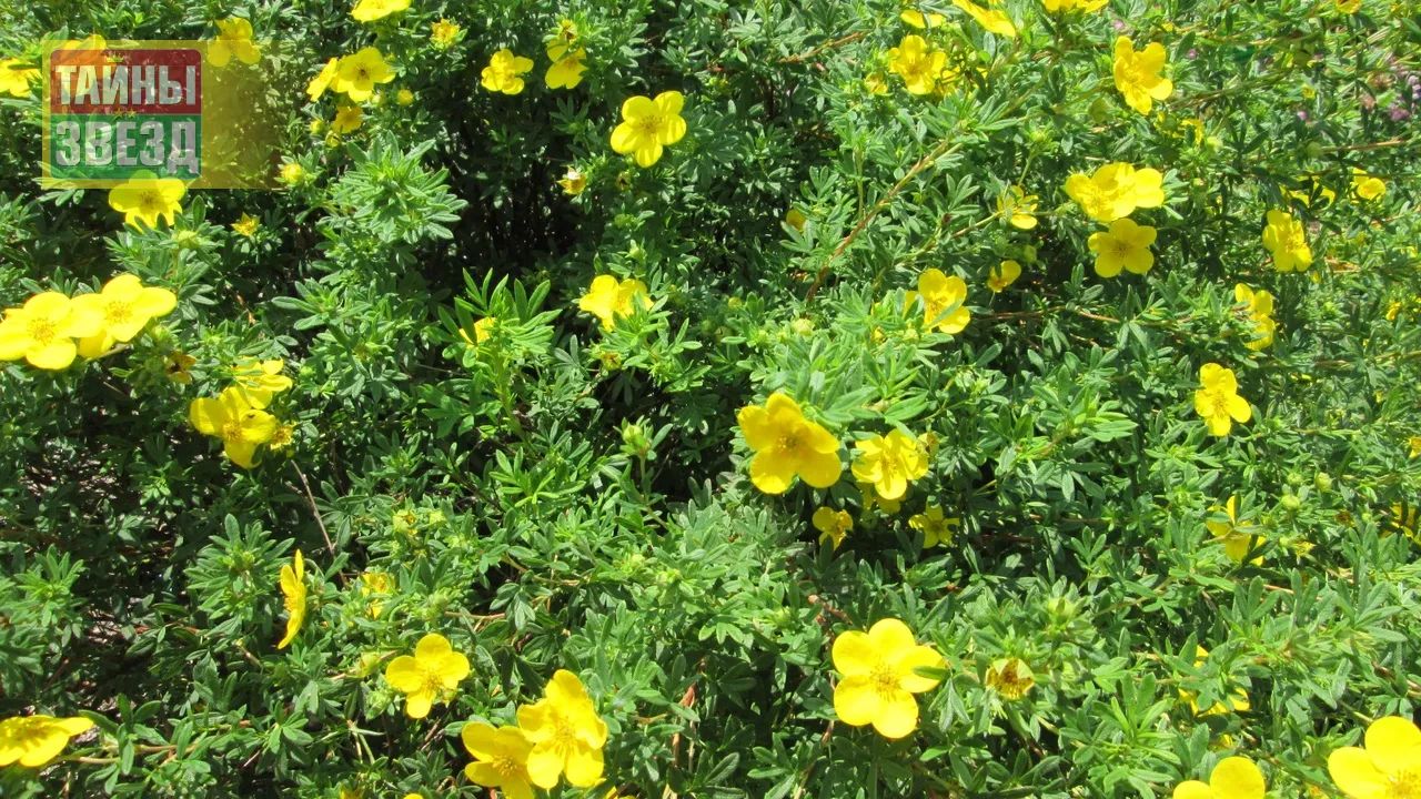 Лапчатка кустарниковая