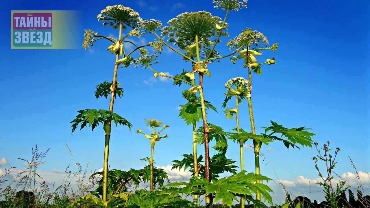 Борщевик Сосновского