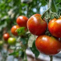 Помидоры, арт