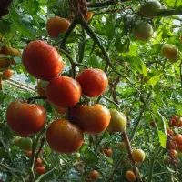 Помидоры, арт