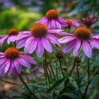 Эхинацея, арт