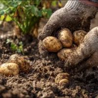 Картошка, арт