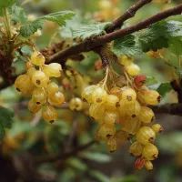 Золотистая смородина, арт