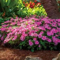 Катарантус на клумбе