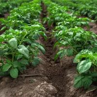 Картофель растет